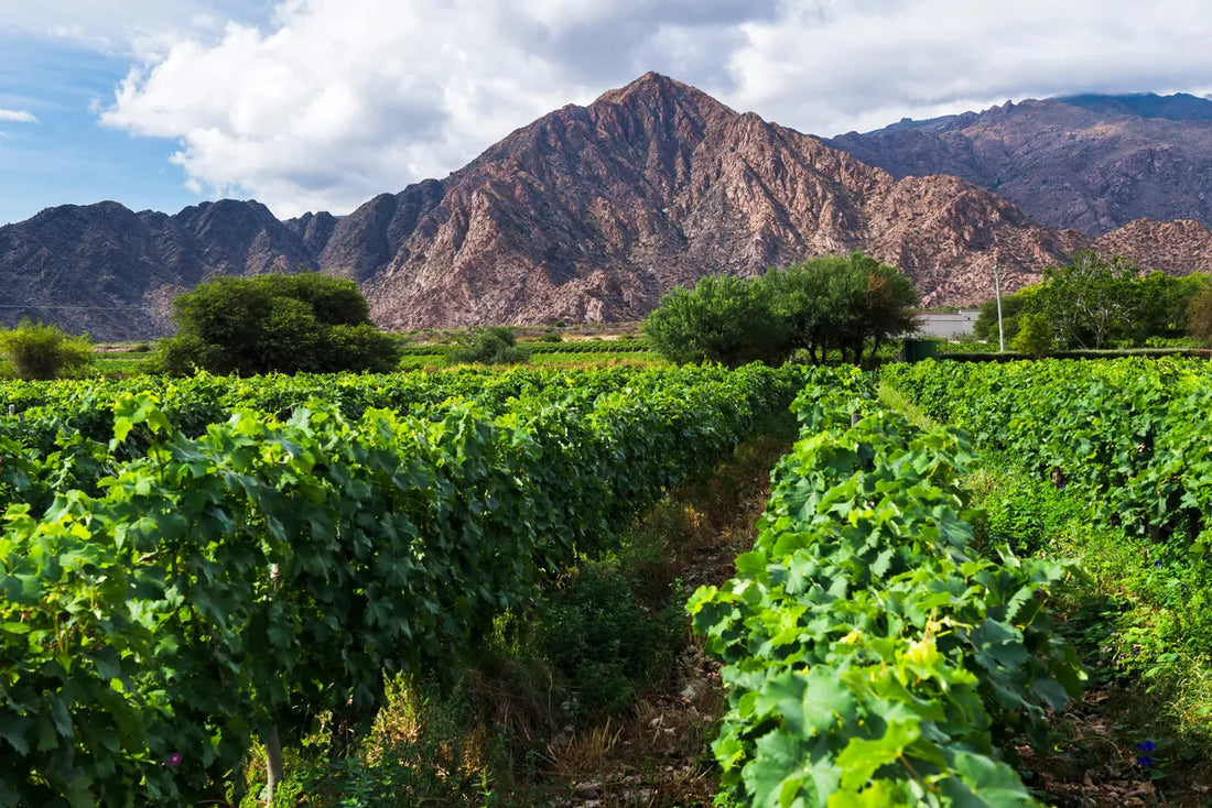 «Ce fut un boom mondial» : comment le malbec a permis à l’Argentine de devenir un vrai pays de vin