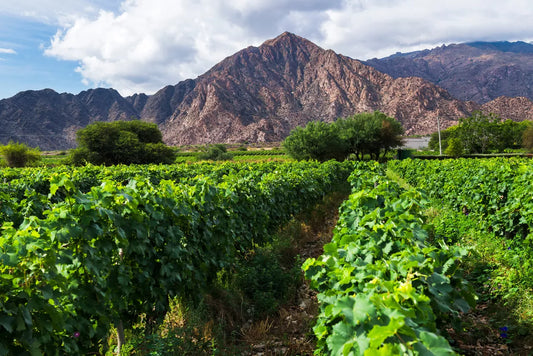 «Ce fut un boom mondial» : comment le malbec a permis à l’Argentine de devenir un vrai pays de vin