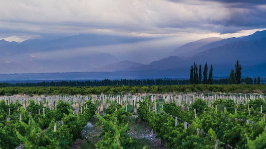 Du cépage au terroir : en Argentine, comment la viticulture s’affranchit du malbec pour gagner en qualité